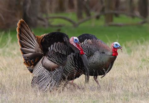 Alabama State Game Bird Eastern Wild Turkey