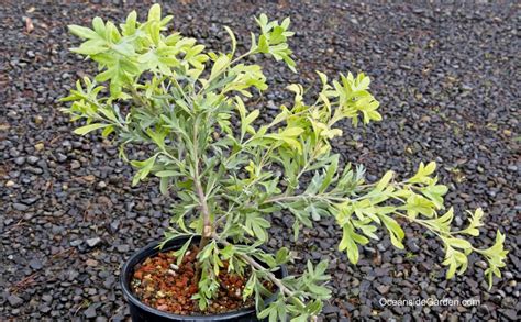 We show you how to get more flowers through tip pruning a grevillea. Grevillea 'Wakiti Sunrise' - Oceanside Garden