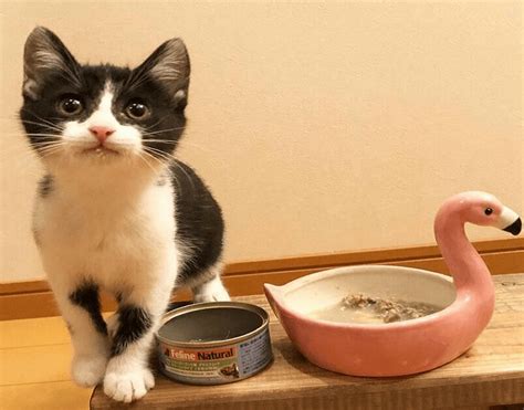 It also provides support for aging joints, which help your cat age with. Top Recommended Best Cat Food For Kittens | Cats Fond