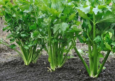 How To Grow Celery Tips Tricks And A Bonus Cheat Sheet