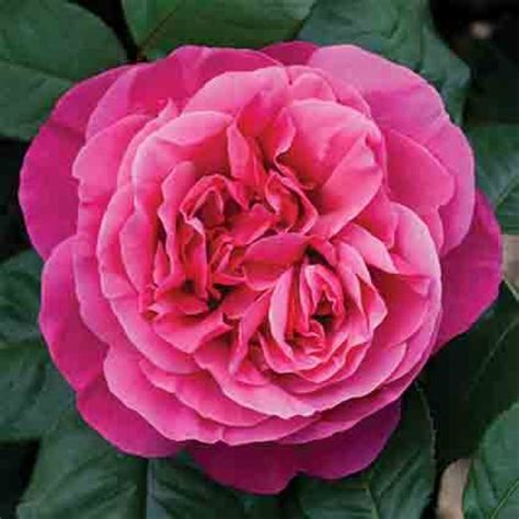 Dee Lish Hybrid Tea Rose Hybrid Tea Roses Edmunds Roses