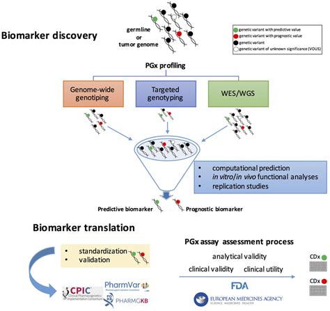 Pharmacogenomic Pgx Biomarker Discovery And Validation Process The