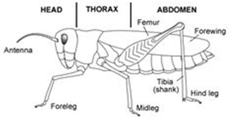 Grasshopper Body Diagram