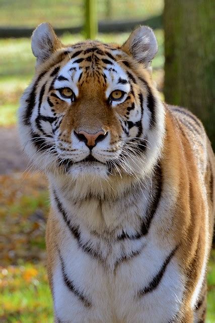 Tiger At Longleat 1 Flickr Photo Sharing