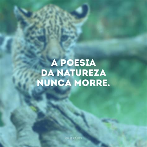 55 Frases Para Fotos Na Natureza Que Vão Te Incentivar A Contemplá La