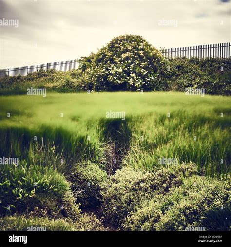 Wind Blowing Through Tall Marsh Grasses Stock Photo Alamy