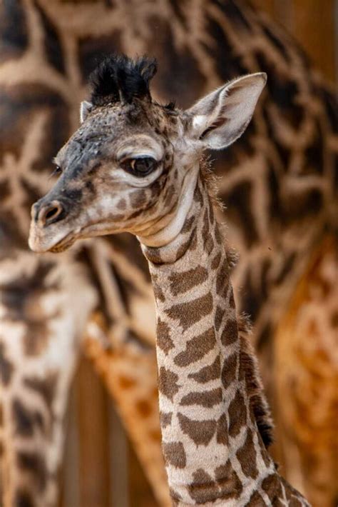 Walt Disney World Welcomes Adorable Giraffe Calf Its A Boy The