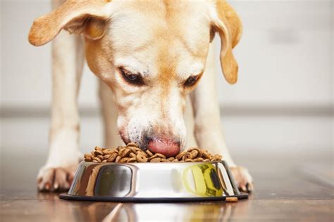 5 Ingredientes Que Debes Buscar En La Comida De Tu Perro — Fmdos