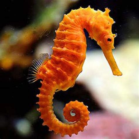 Image Result For Seahorse Criaturas Marinas Bonitas Corales De Mar