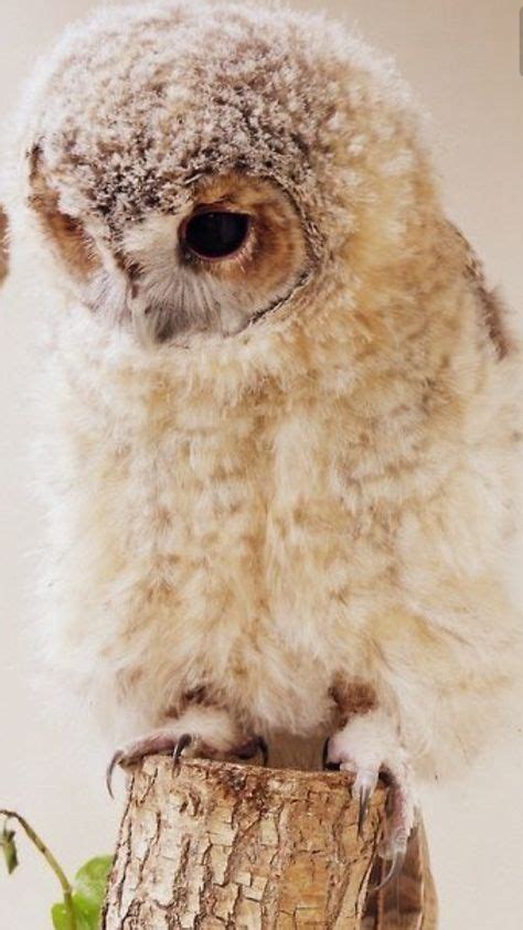 Cute Lil Owlet So Fluffy Baby Owls Animals Beautiful Owl