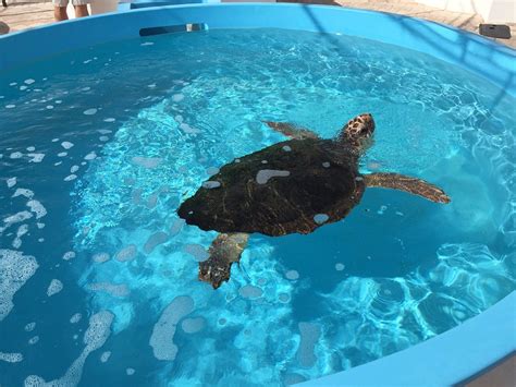 Loggerhead Marinelife Center Juno Beach All You Need To Know Before