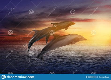 Beautiful Bottlenose Dolphins Jumping Out Of Sea At Sunset Stock