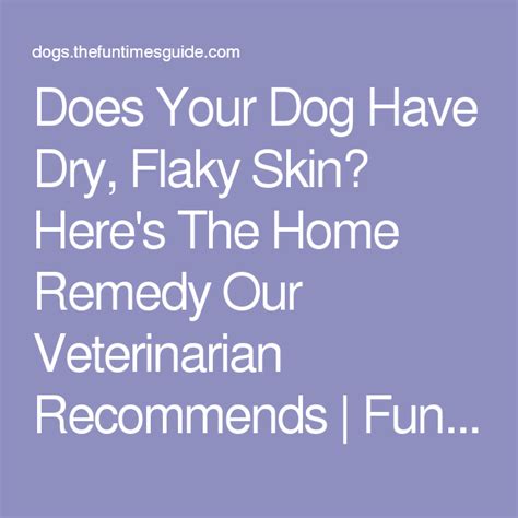 The Best Dog Dry Skin Home Remedy A Vet Approved Home Remedy To Treat