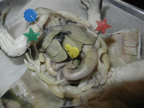 Frog Dissection Diagram Labeled Rekabikini