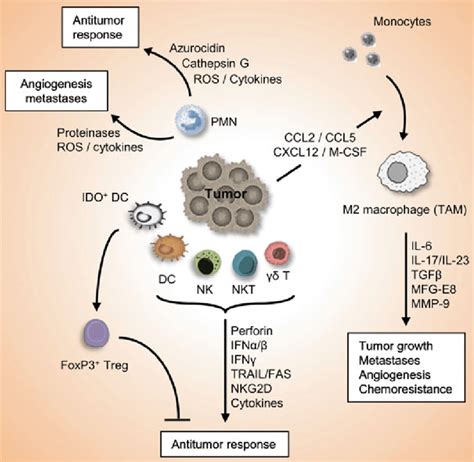 2 Role Of The Innate Immune System In Cancer And Antitumor Immunity