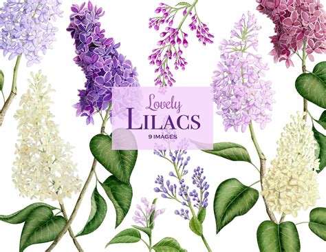 Lila Clipart Lilacs Clipart Blumen Lila Violett Frühling Etsy