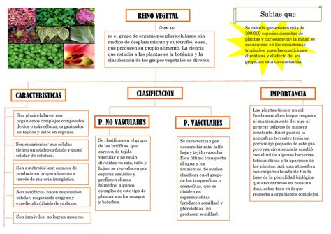 Mapa Conceptual Del Reino Vegetal Top Mapas Porn Sex Picture