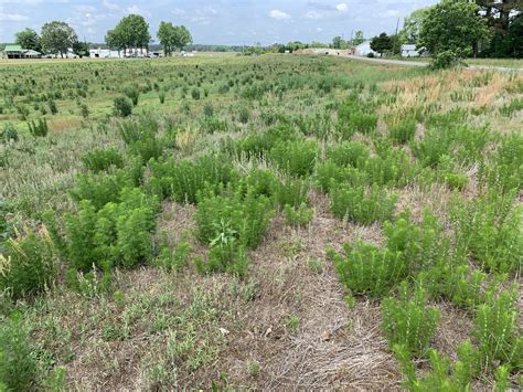 Rethinking Perennial Broadleaf Weed Control Alabama Cooperative