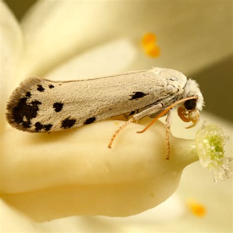 Yucca Moth Tegeticula Maculata Bugguidenet