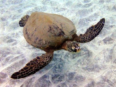 Giant Green Sea Turtle Picture Of Maui Adventure Tours