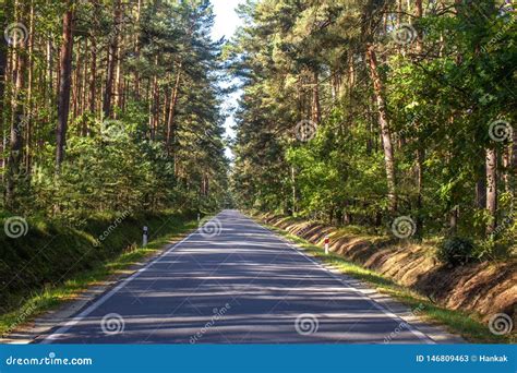 Road In The Pine Forest Stock Image Image Of Wood Road 146809463