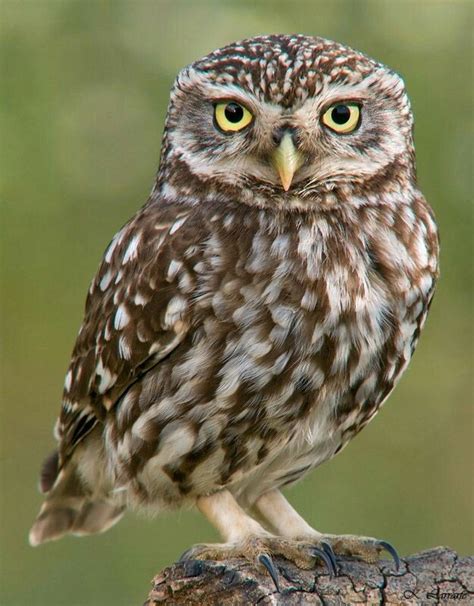 Athene Noctua Civetta Comune Owl Owl Species Little Owl