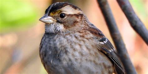 White Throated Sparrow Smithsonians National Zoo