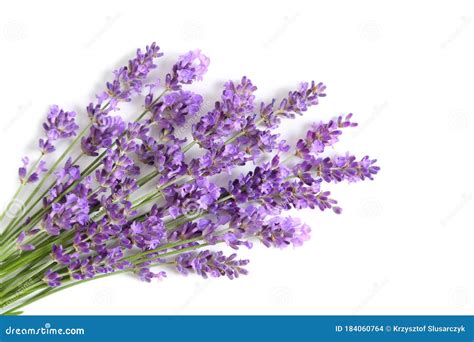 Bunch Of Lavender Stock Photo Image Of Lavender Fragrance 184060764