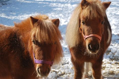 The miniature horse is one of the smallest horse breeds. 10 Fun Facts About Miniature Horses - Forever Horse Crazy