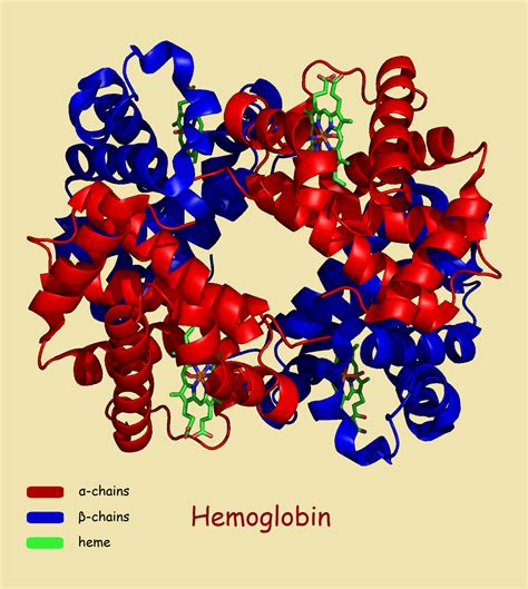 Hemoglobin A1c Reason For The Test And The Science Behind It