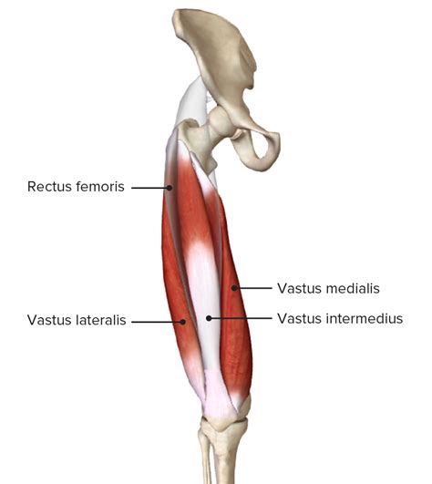 Rectus Femoris Muscle Origin And Insertion