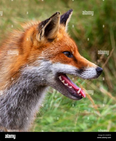 Red Fox Hunting In The Newly Mown Hay Stock Photo Alamy