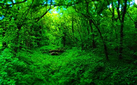 Green Forest Background Hd 5152x3220 Download Hd Wallpaper