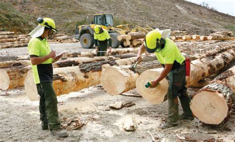 A Commitment To Forestry Excellence Ribbonwood Nz
