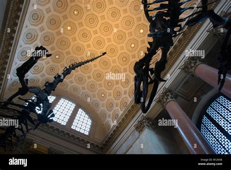Roosevelt Rotunda Barosaurus Allosaurus Skeletons American Museum Of