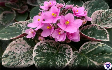 Most which are caused by you! 4IN Variegated African Violet - Romance