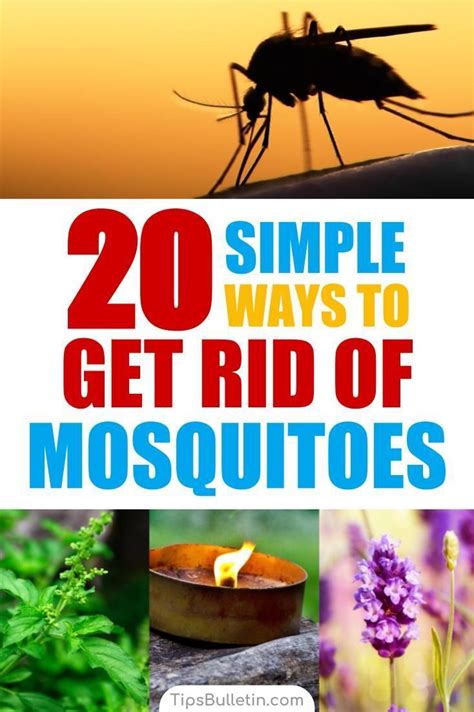 How To Keep Mosquitoes Away 20 Simple Ways To Get Rid Of Mosquitoes