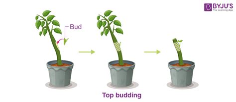 Budding Asexual Reproduction In Plants