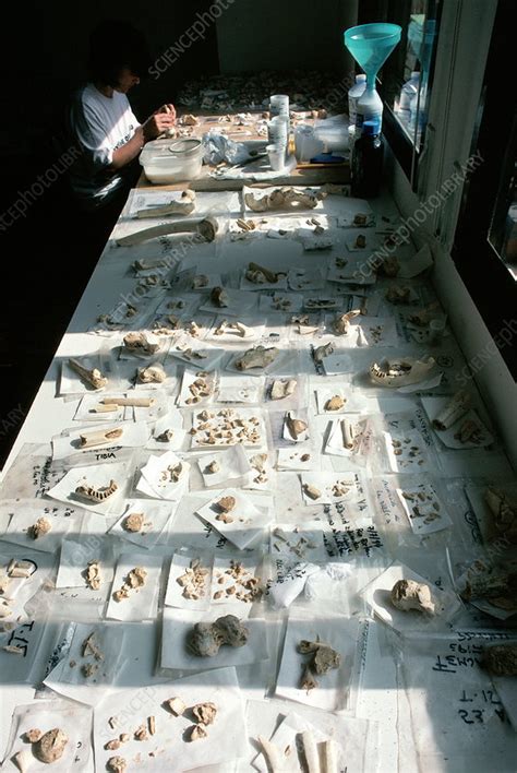 Fossil Table Sima De Los Huesos Stock Image E4360124 Science