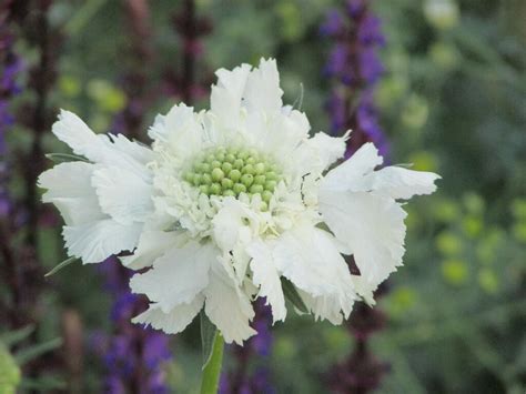 Hlaváč Kavkazský Fama White Scabiosa Caucasica Fama White