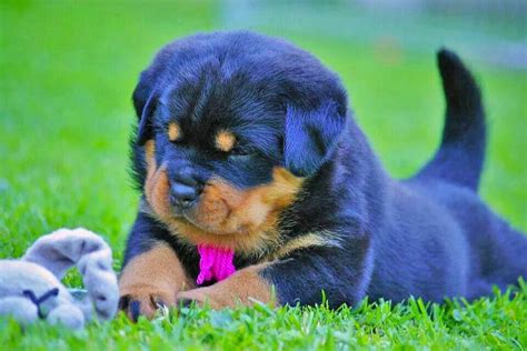 Beautiful Babyadorable Rottweiler Dog Puppies Cute
