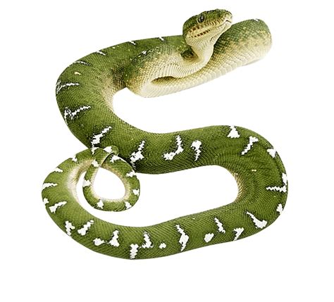 Snake Android Illustration Green 3d Snake Png Transparent Png Images