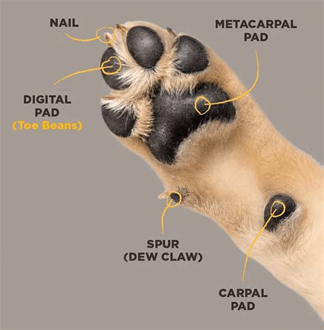 6 Things You Didnt Know About Dog Paw Anatomy Furtropolis