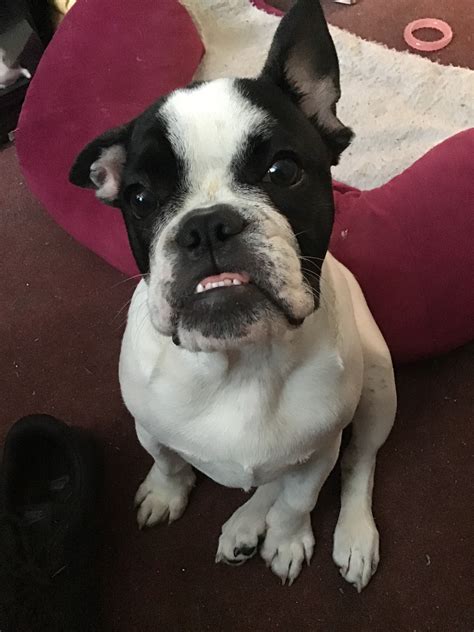 35 My French Bulldog Looks Like A Boston Terrier Picture