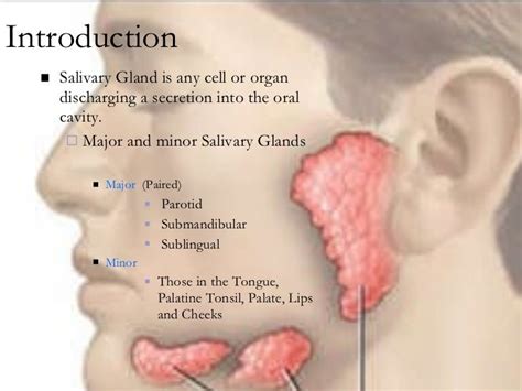 Glandulas Salivales Anatomia