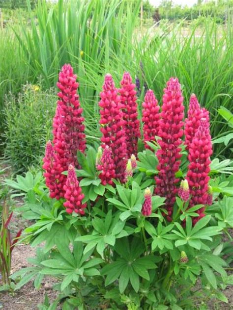 They have the ability to capture atmospheric. Lupinus 'My Castle' - Vaste lupine | De Tuinen van Appeltern