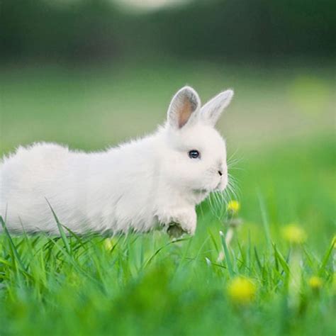 5 Incredible Facts You Didnt Know About Rabbits Readers Digest