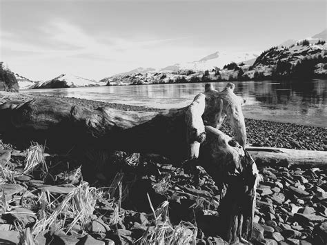 Dogs Luv Us And We Luv Them Black And White Sunday Wild Alaska