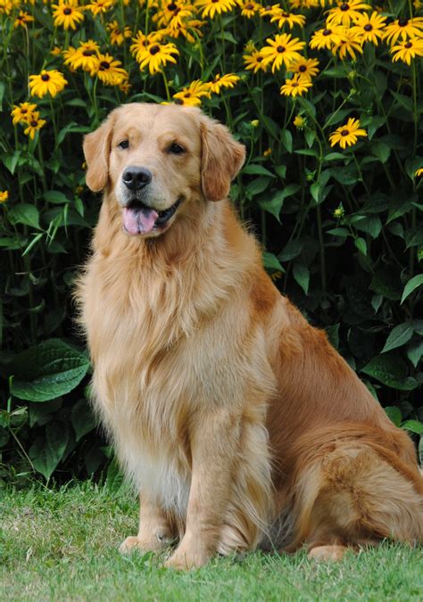 She is very responsible with regard to breeding healthy dogs. Can CH. Evergreens Rustic The Big E-Z CDX, BN, RA, CCA ...