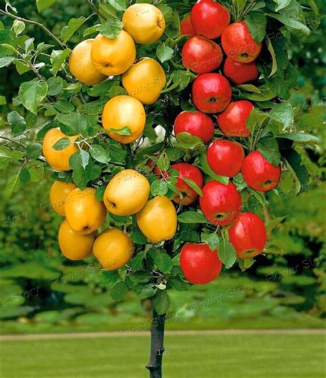 Dwarf Bonsai Apple Tree 20 Seeds Pick Delicious Fruits In
